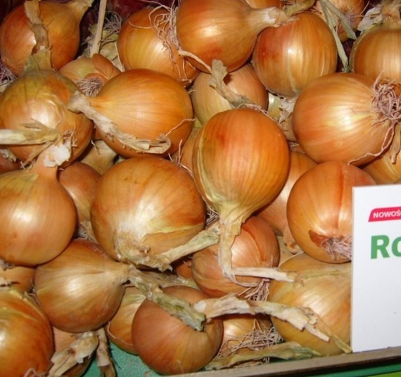 Рокитто семена лука репчатого (Seminis / Семинис)