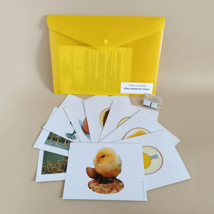 Модель-аппликация Цикл развития птицы