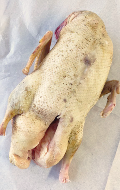 Утка домашняя