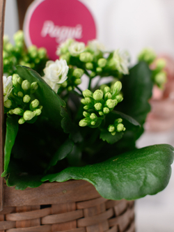 Лукошко радости