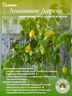 Лимонное дерево, Домашний лимон, Семена 5 шт. + подарочные семена