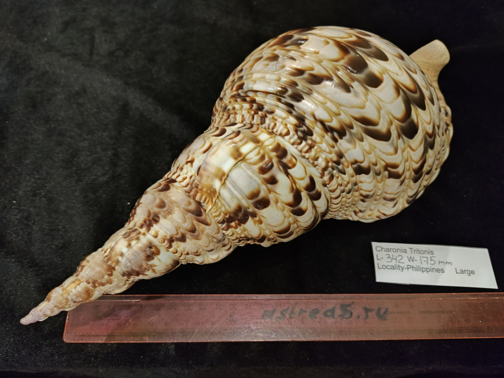 Харония Тритонис 250--390 мм