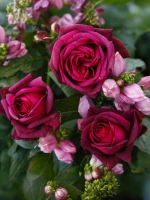 Роза чайно-гибридная Графиня Диана