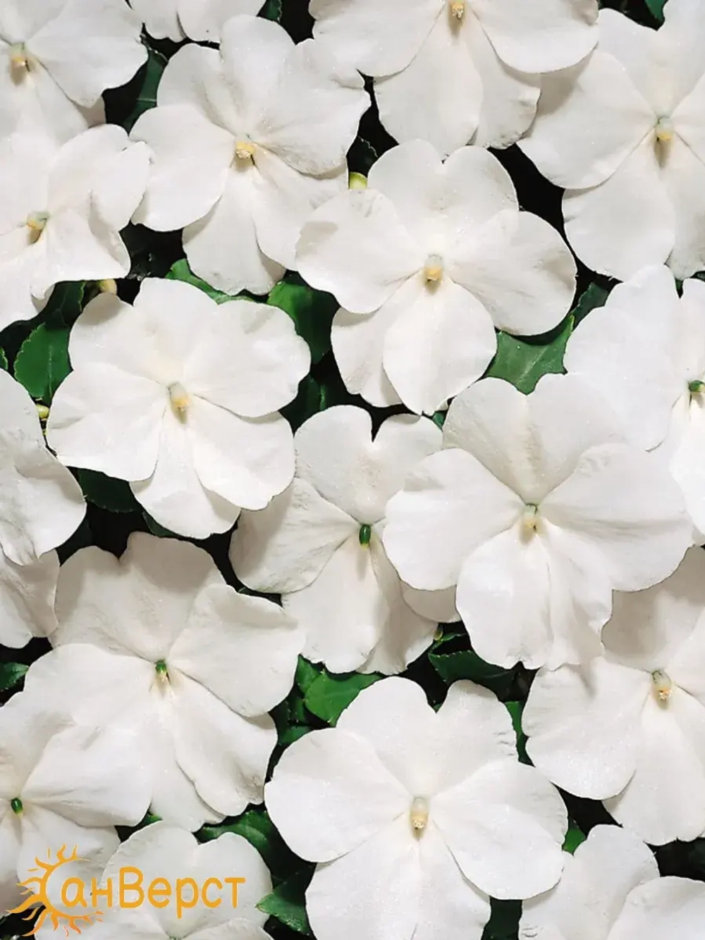 Семена бальзамина Беленс F1 Вайт для комнаты и сада