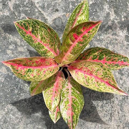 Аглаонема ARIANA