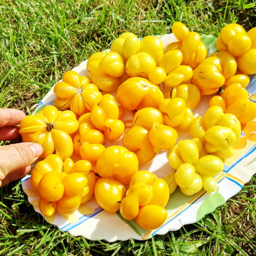 Помидоры - Первый Фила - Phil's One Tomato