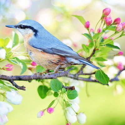 Вебинар Альмин "Пробуждение от Сновидения". Часть 2
