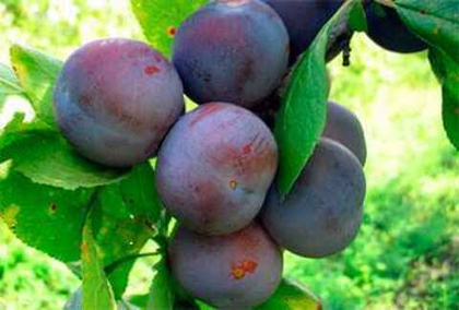 Слива Ренклод Советский