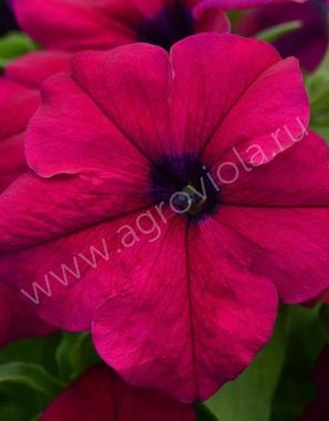 S6020 Петуния кустовая Grandiflora TriTunia Burgundy 100 шт.