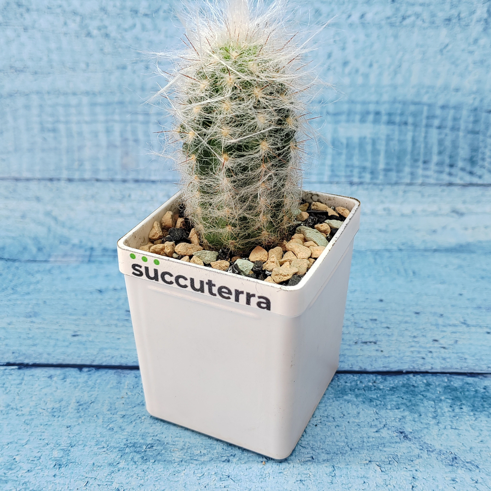 Espostoa Lanata (Эспостоя)