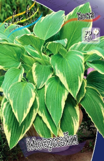 Хоста Моерхейм