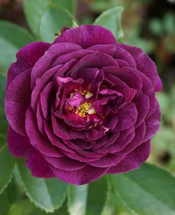 Эбб Тайд (Ebb Tide)