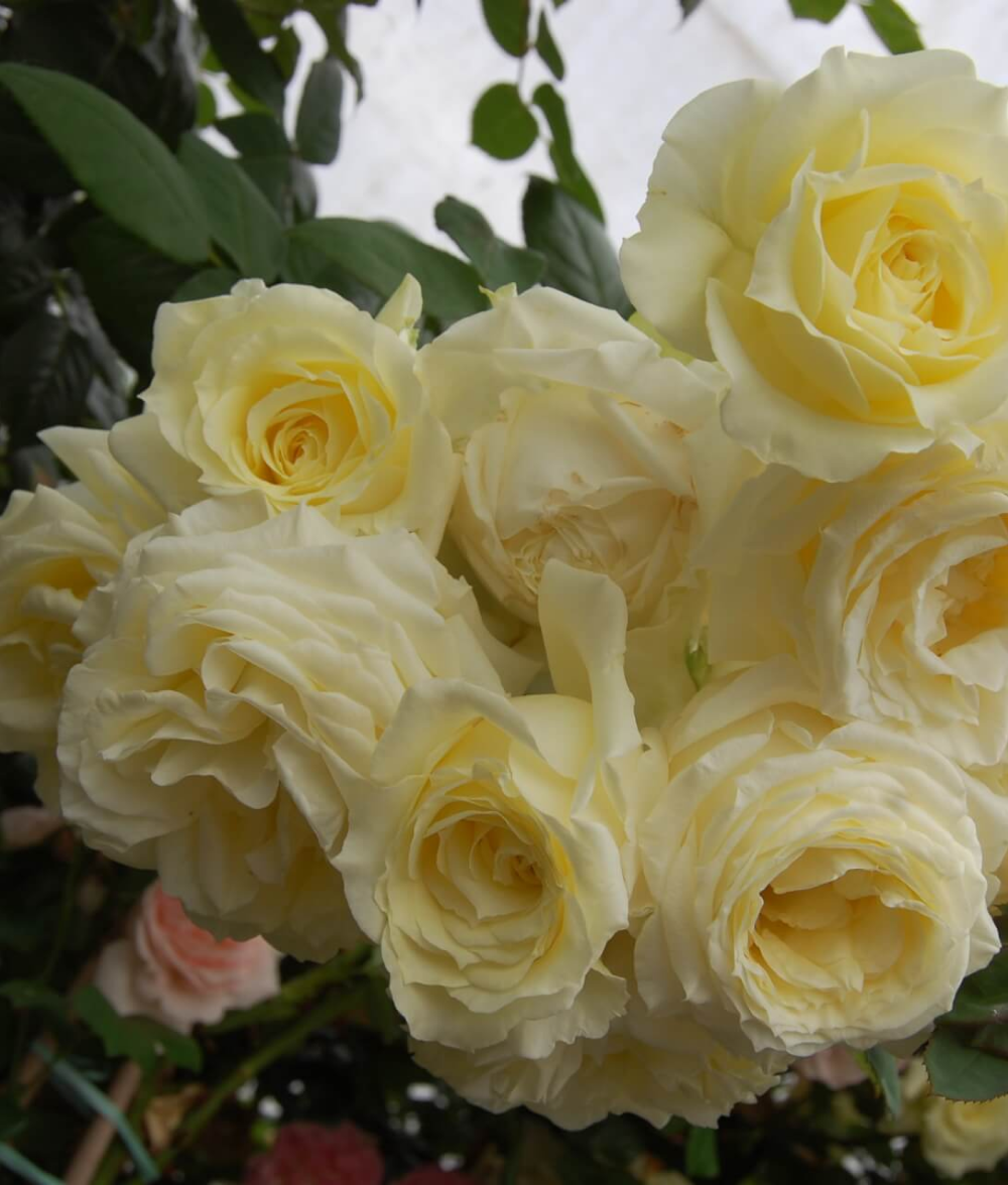 Роза Эльф С7 Закупка М57 июнь 2026