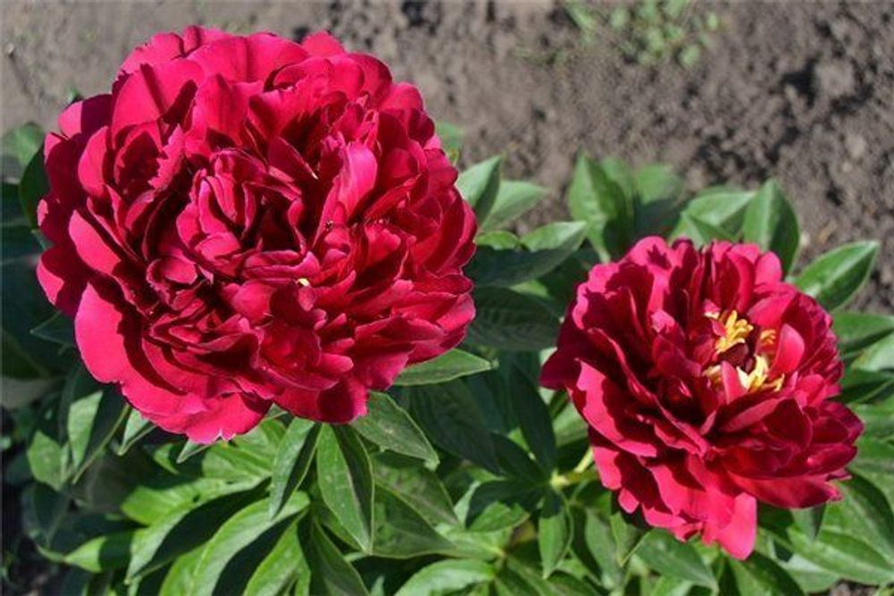 Пион Олд Фейтфул 3-5 почек Закупка М81 октябрь 2026 Пион Олд Фейтфул 3-5 почек Закупка М81 октябрь 2026