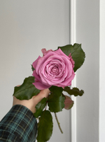 Фиолетовые одноголовые розы