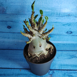 Adenium Baobab (Адениум)