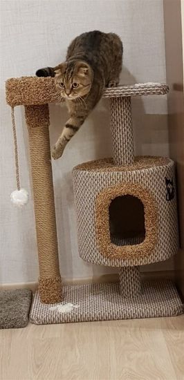 Когтеточка С-6