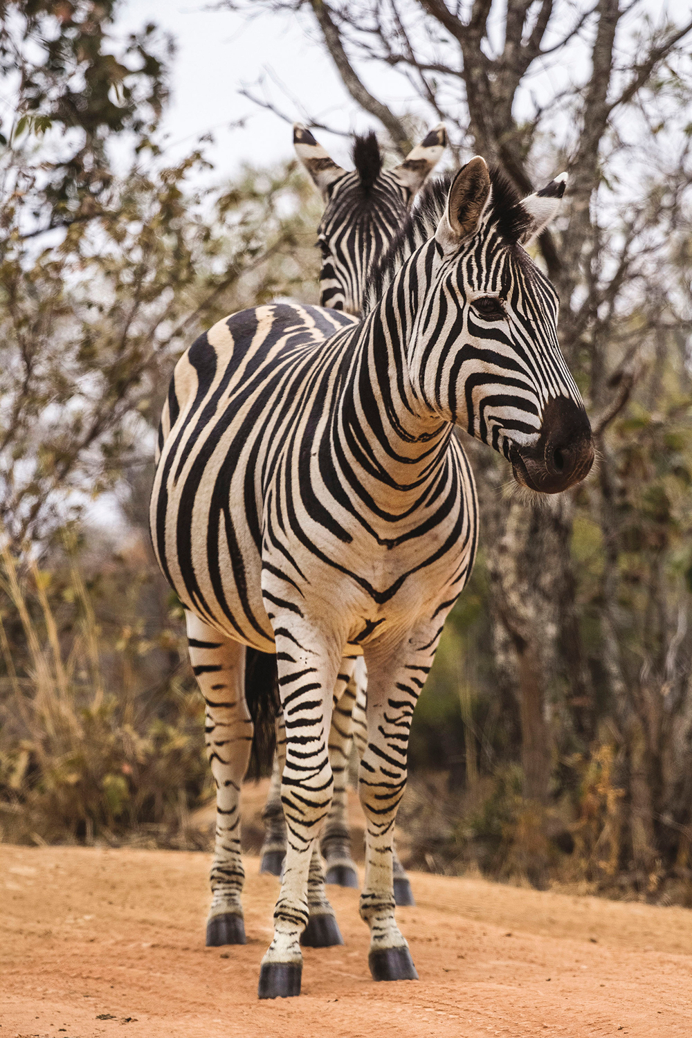 Коллекция Животные