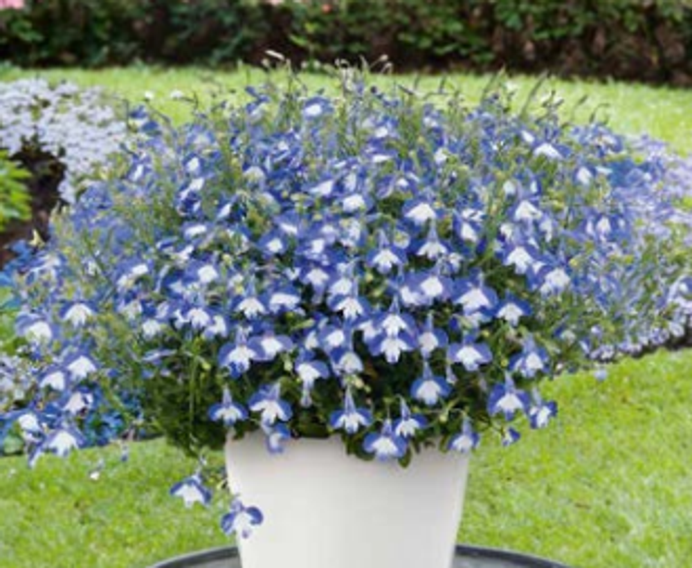 ЕВРО Лобелия Laura Basket Blue Eye укорененный черенок ОКС февраль 26 Volmary