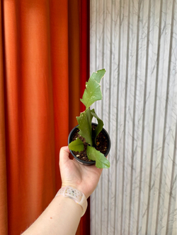 Рипсалис Хоулетианум, D9см Н20см, 1шт, Urban Jungle