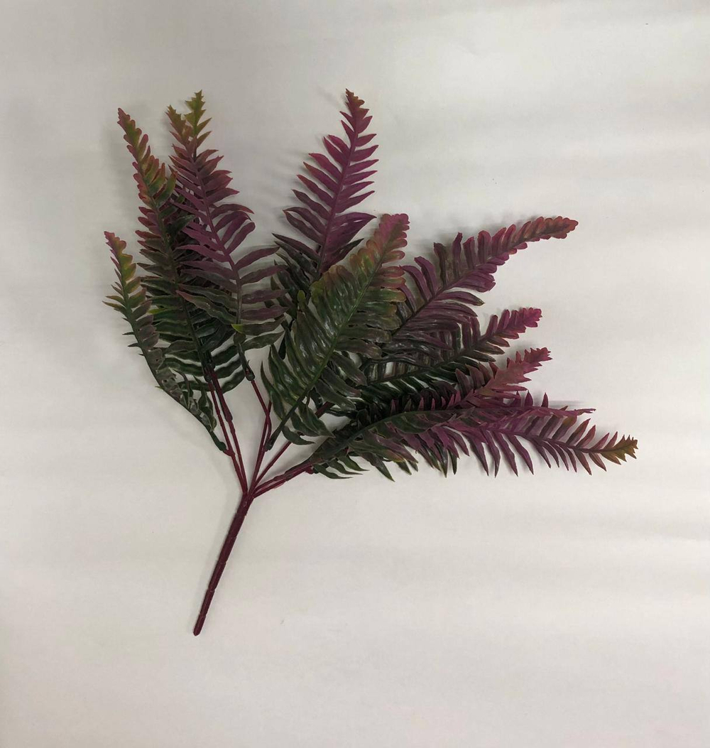 Папоротник