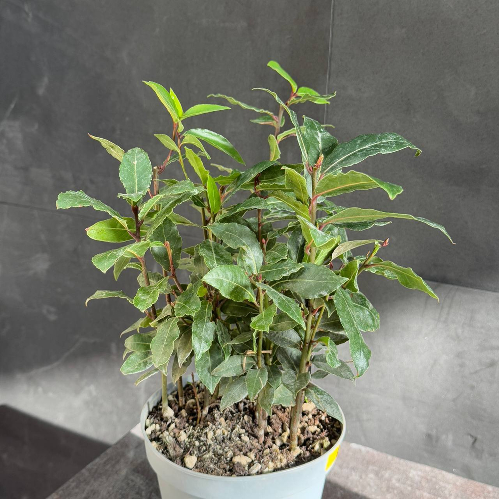 Лавр благородный (Laurus nobilis)