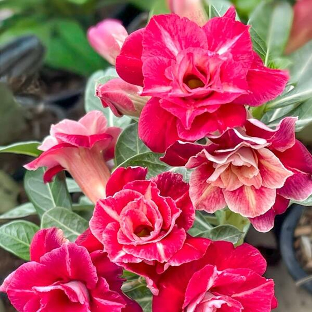 Адениум SKY RED