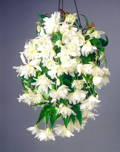 Бегония Пендула Вайт