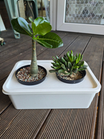 Грунт для растений минеральный АГРОЛО Основа, универсальный, для кактусов и суккулентов, ароидных, для фитильного полива