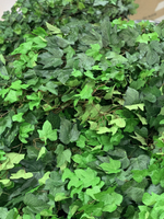 Плющ крупнолистный 150см