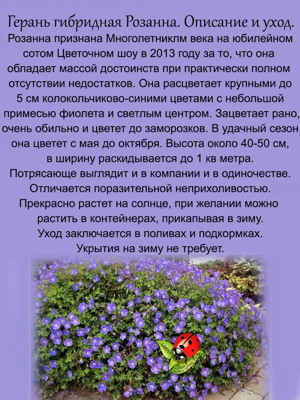 Герань Розанна гибридная голубая