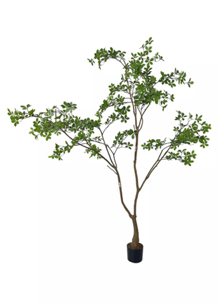 Баньяновое дерево 220 см в кашпо