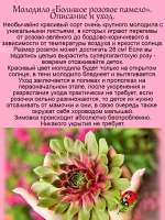 Молодило Большое розовое памело