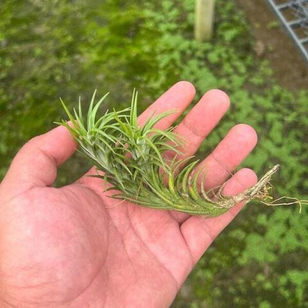 Тилландсия araujei