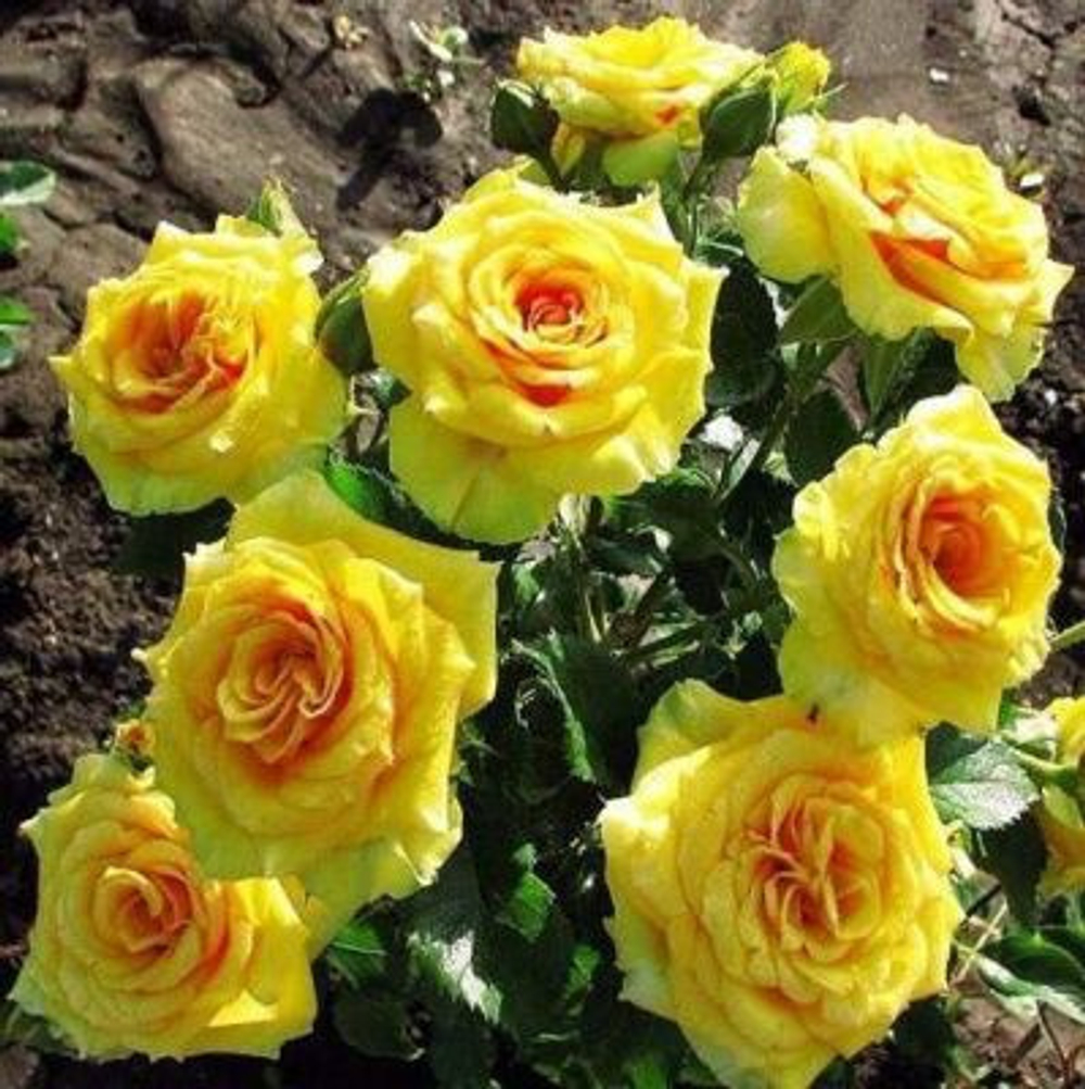 Роза спрей Сан Сити С4