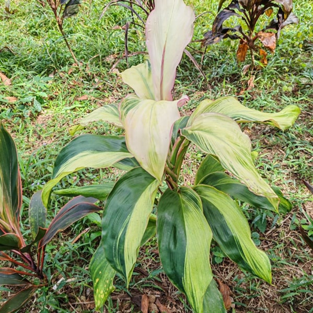 Кордилина PISCES