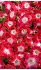 Петуния CELEBRITY RED MORN