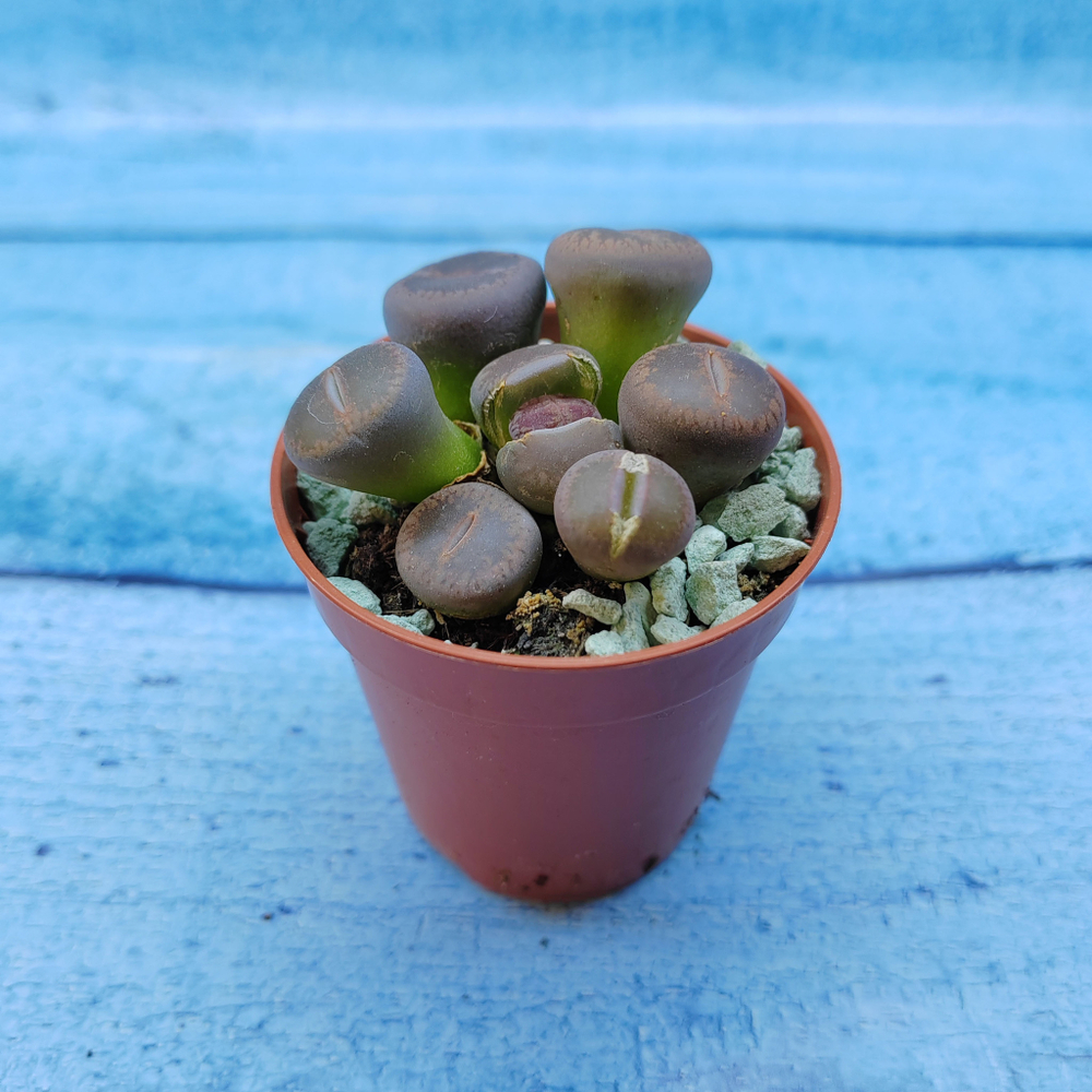 Lithops sp. (Литопсы)