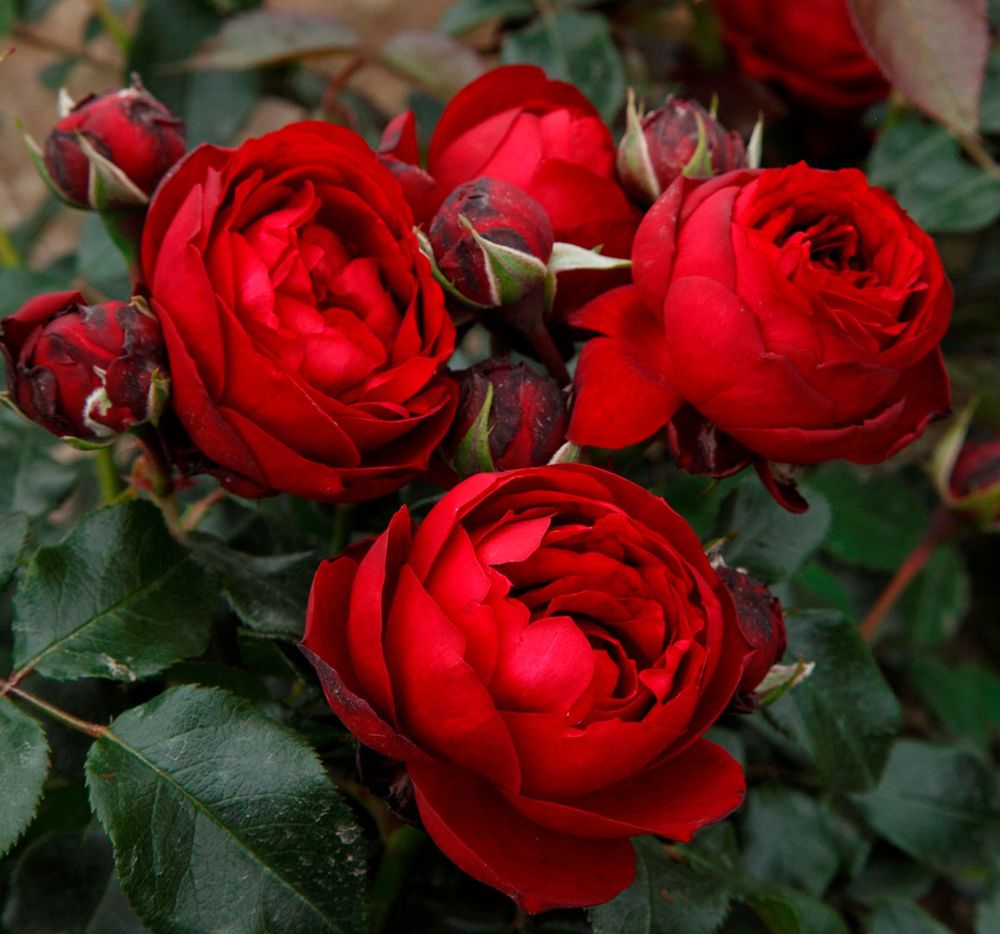 Тиль Уленшпигель (Till Eulenspiegel)