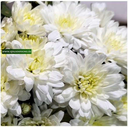 Хризантема мультифлора Meridian white м.86 /поставка весна 2026г/