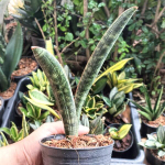 Сансевиерия BASEBALL VAR 1 LEAF