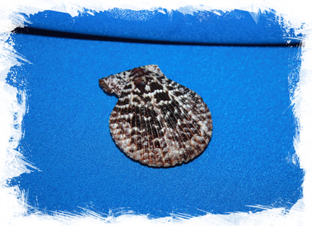 Гребешок лентигиноза (Chlamys lentiginosa)