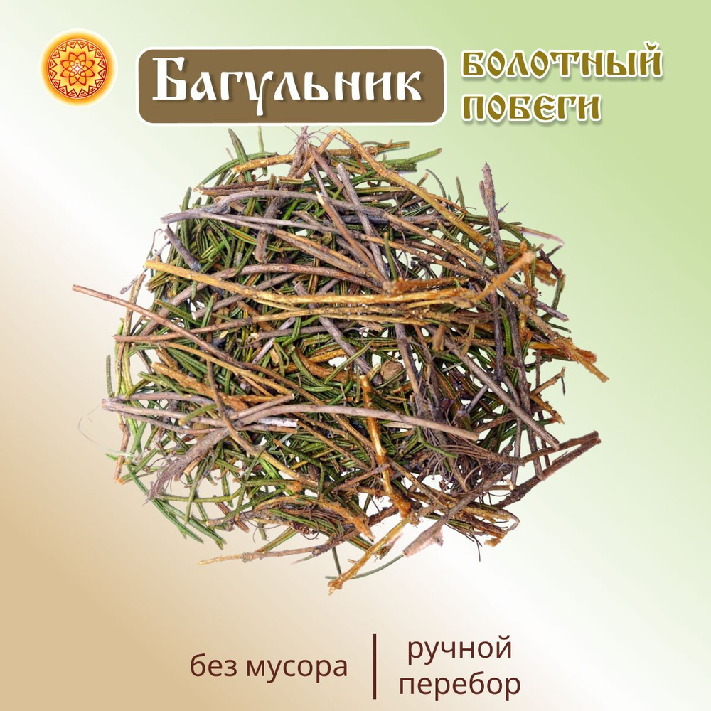 Багульник болотный побеги.
