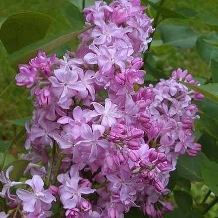 Сирень Богдан Хмельницкий