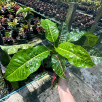 Кротон BUA KHAO