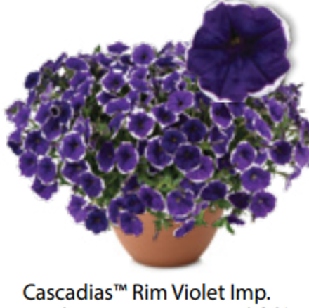 ЕВРО Петуния Cascadias Rim Violet ОКС укорененные черенки 15-20 февраля