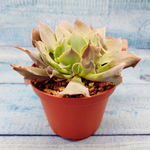 Echeveria Trumpet Pinky (Эхеверия)