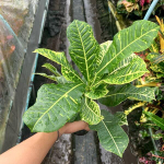 Кротон WHITE ROSE