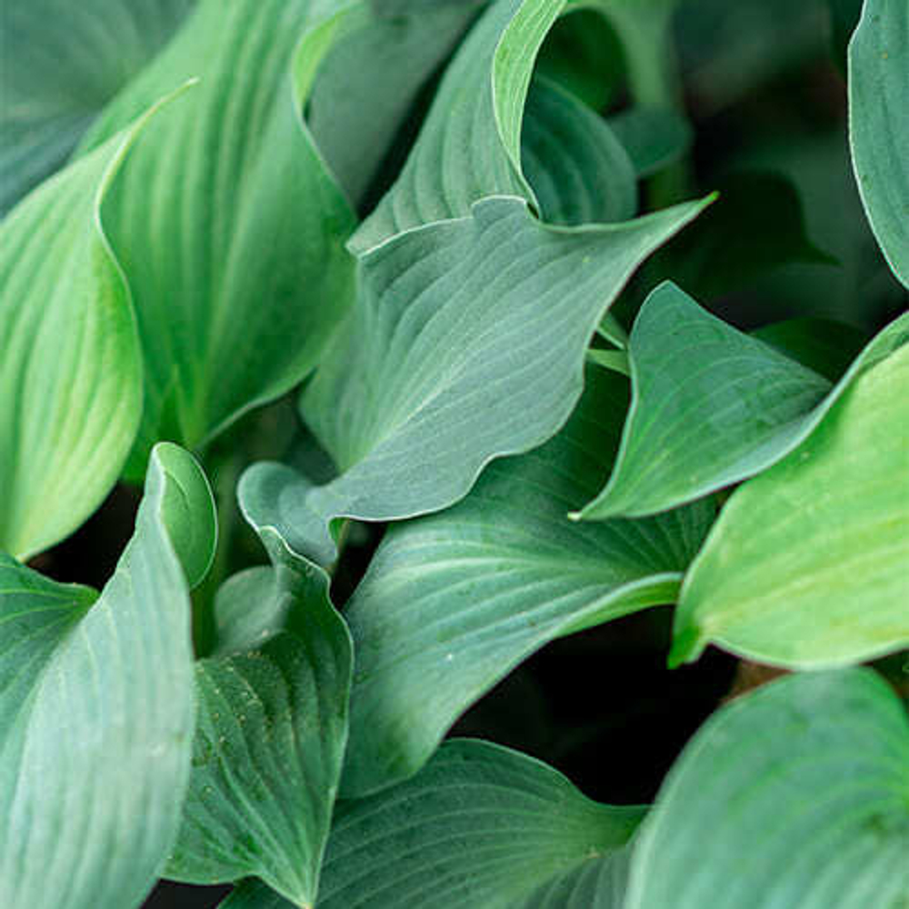 Блу Энджел хоста/ Hosta Blue Angel /  Синий ангел