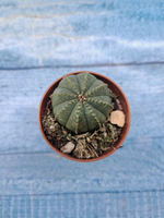 Euphoria Obesa (Эуфорбия)